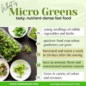 product-image-2 (7) FENUGREEK METHI MICROGREEN SEEDS | 100 Gms
